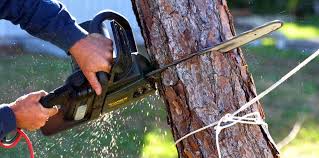 Trusted Mount Carroll, IL Tree Services Experts
