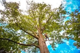 Best Lawn Pest Prevention  in Mount Carroll, IL