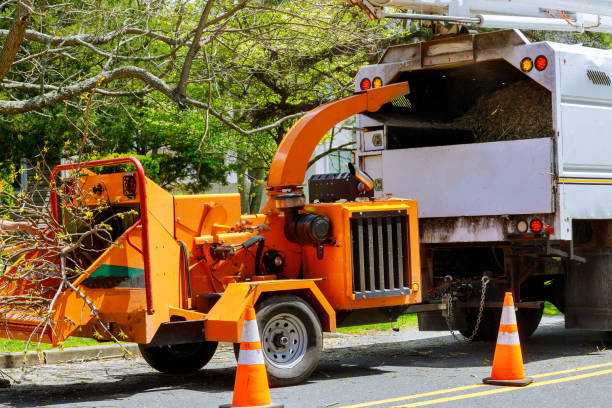 Best Hazardous Tree Removal  in Mount Carroll, IL