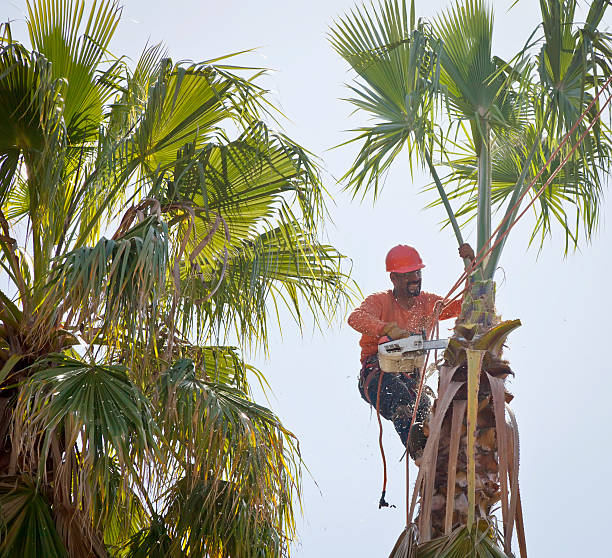 How Our Tree Care Process Works  in  Mount Carroll, IL