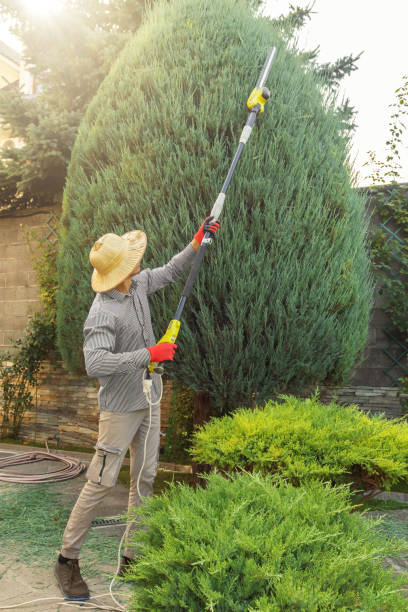 Best Tree Removal  in Mount Carroll, IL